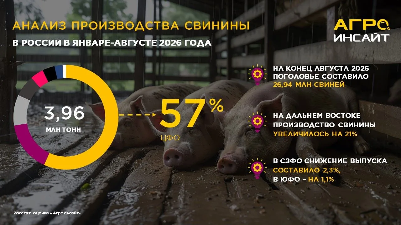 Анализ производства свинины в России в январе-августе 2026 года