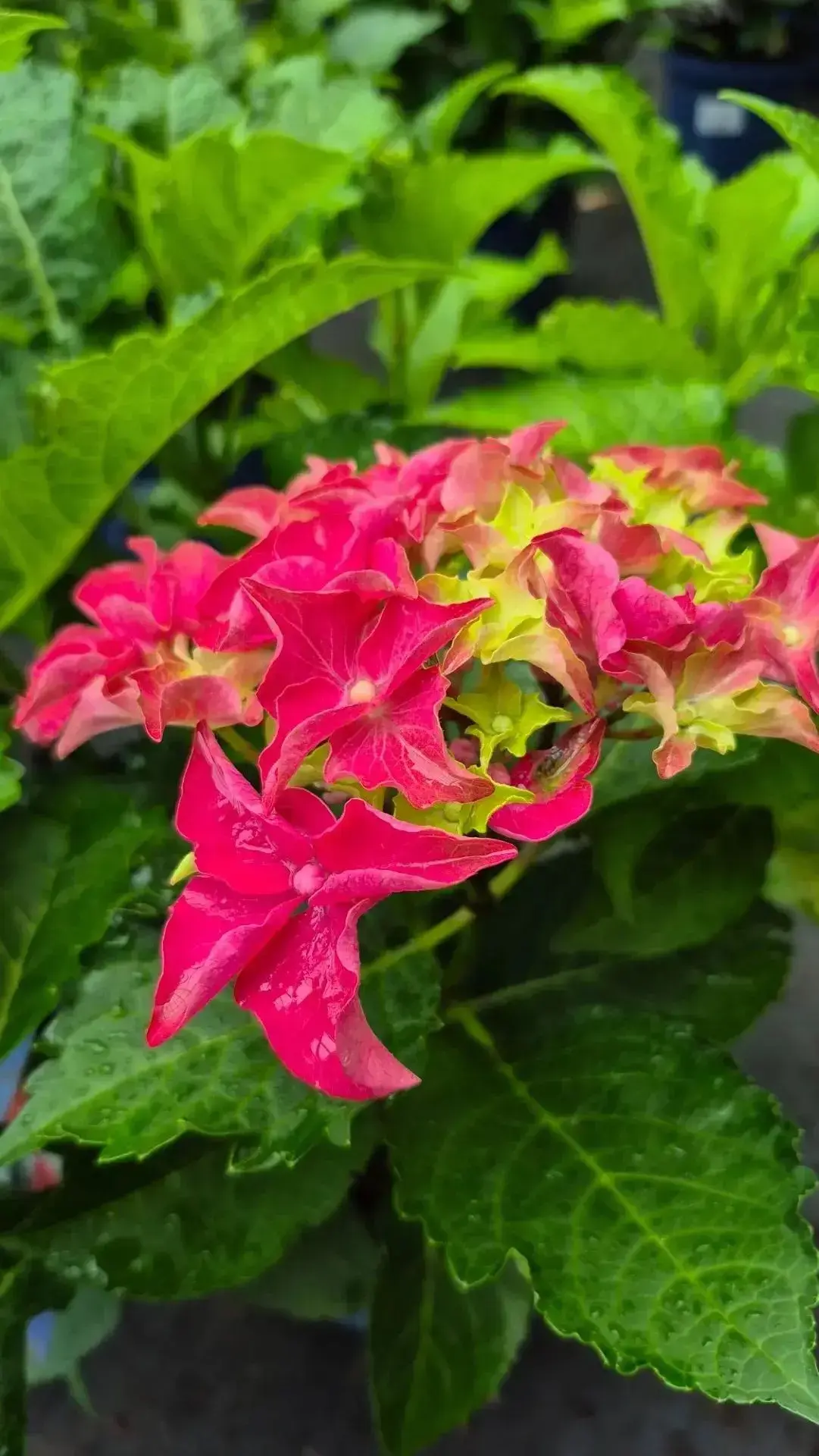 Давайте вместе полюбуемся этой красотой 💙🌿

Сейчас в питомнике особенное время — крупнолистные гор