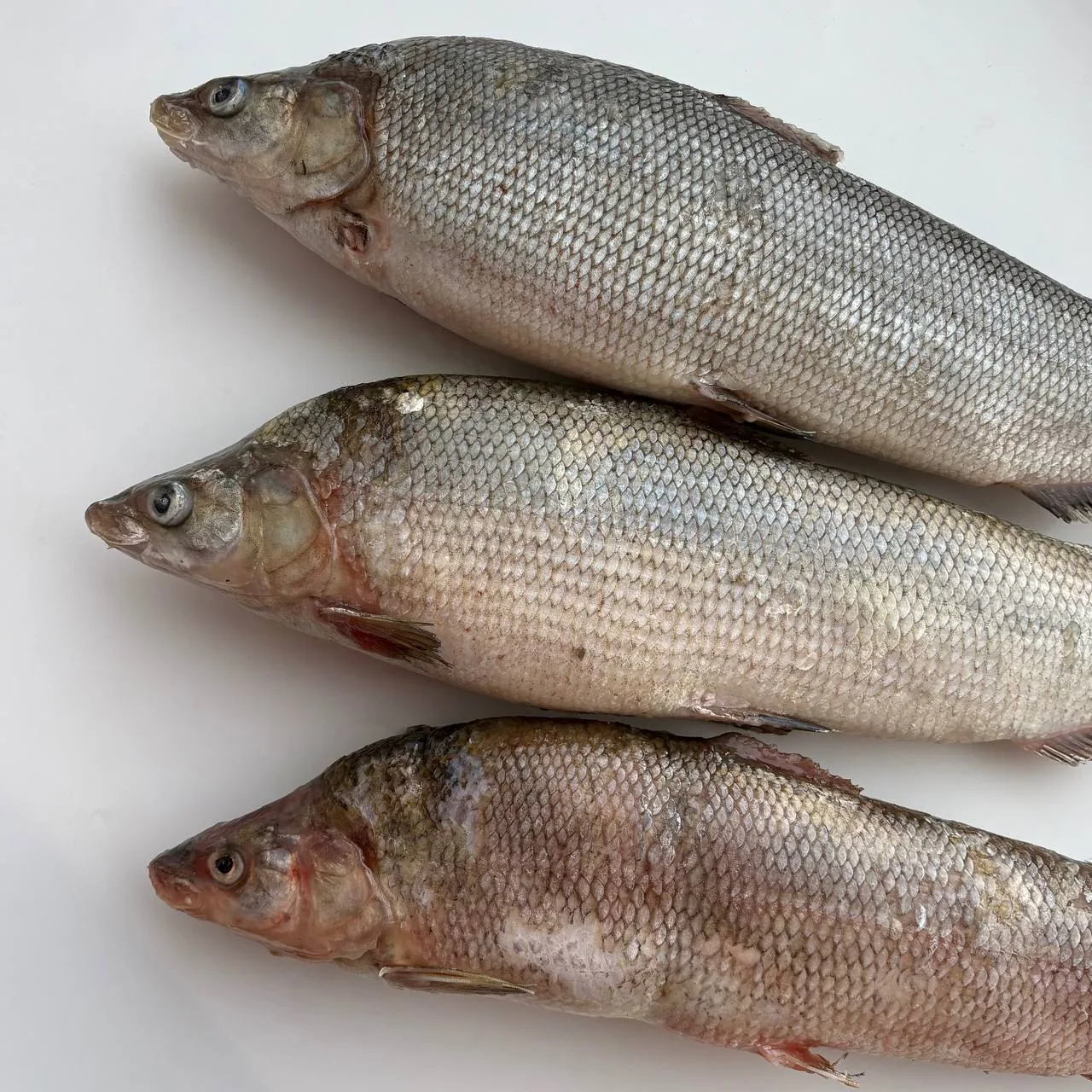 Подлёдный муксун 🐟❄️