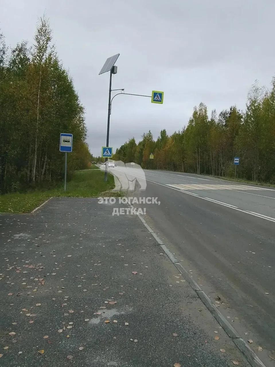🐻 Медведь больше 10 дней держит в страхе дачников