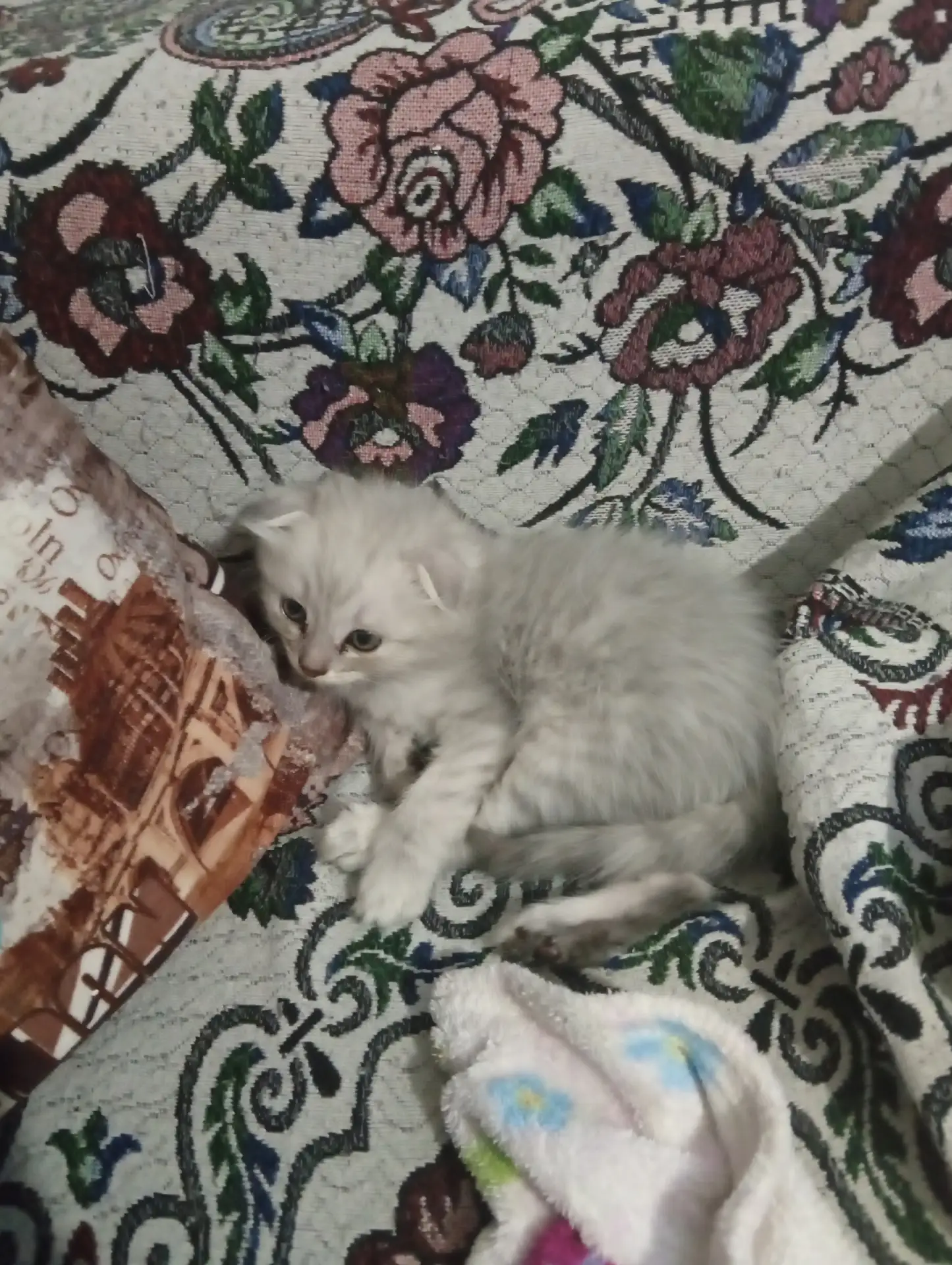 Отдам вислоухого котёнка мальчика срочно
