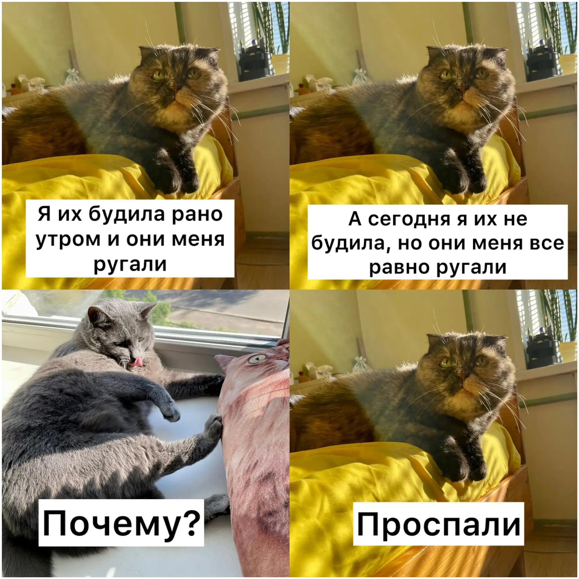 Фиг поймёшь этих хозяев😾