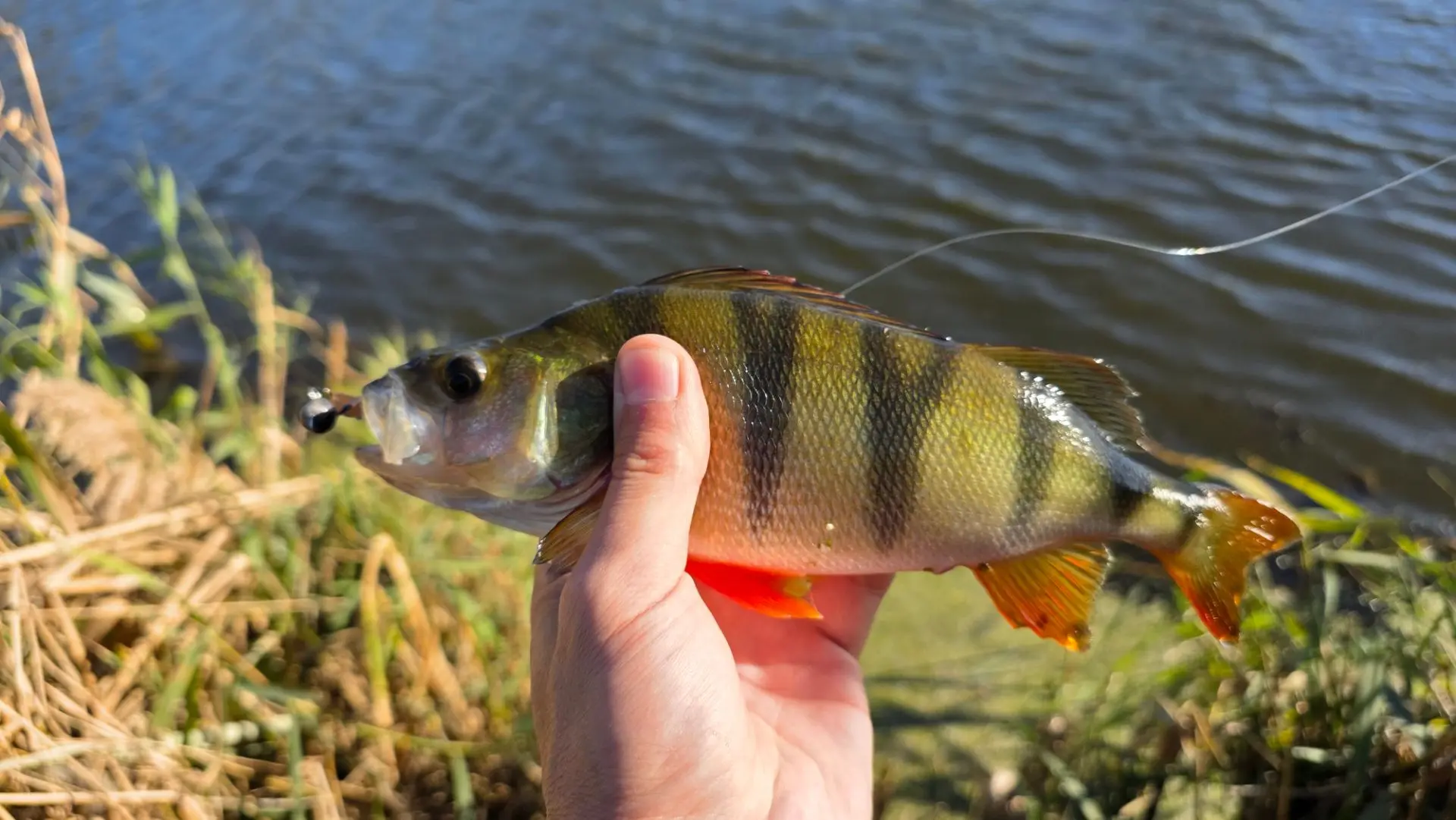 🎣 Отчёт с рыбалки