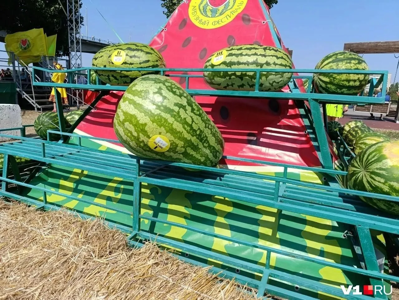 🍉В Камышине на арбузном фестивале представили самый большой арбуз во всем регионе.