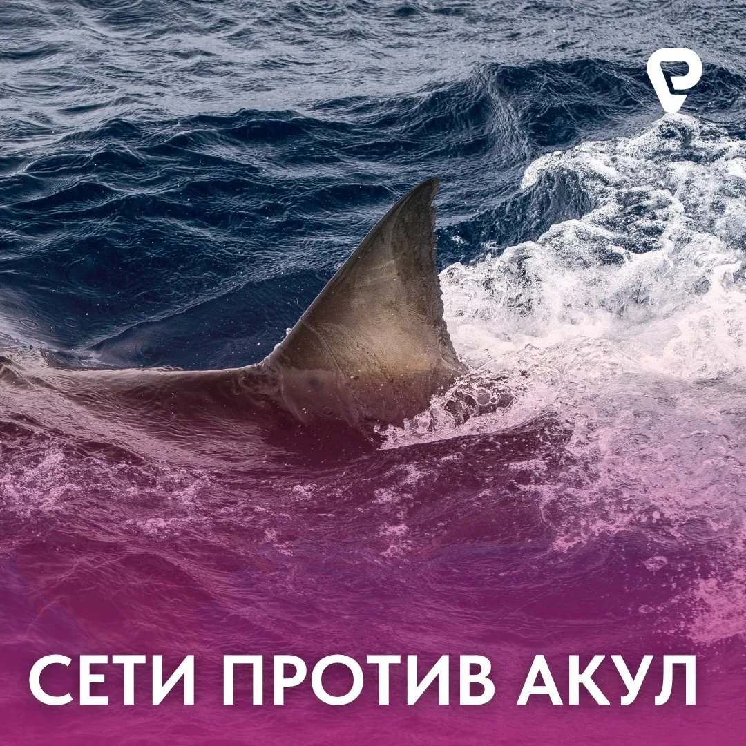 Сети против акул: иллюзия безопасности 🦈