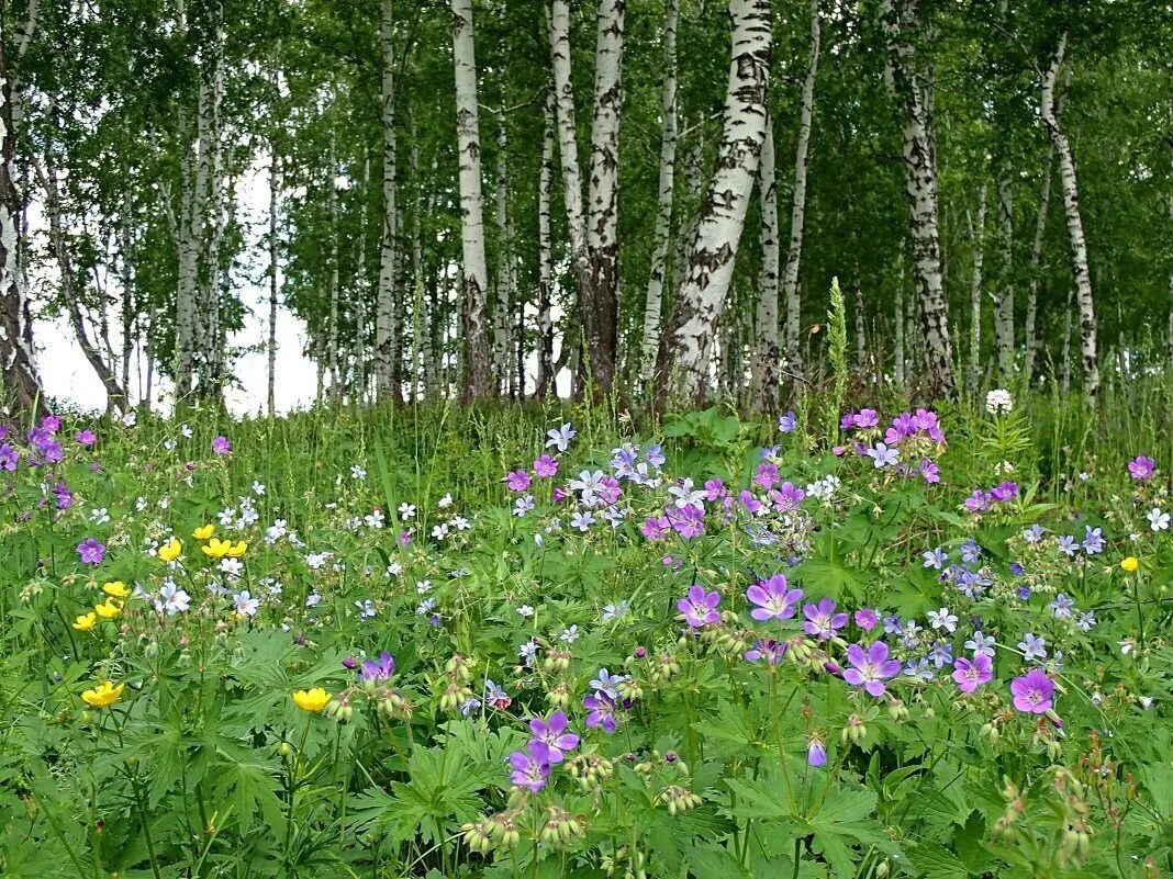 Аромат летнего леса