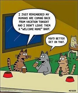 #котомем