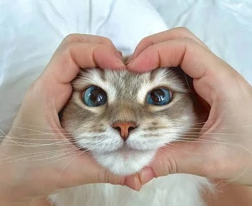 🐈❤️ Коты — лучшие друзья человека