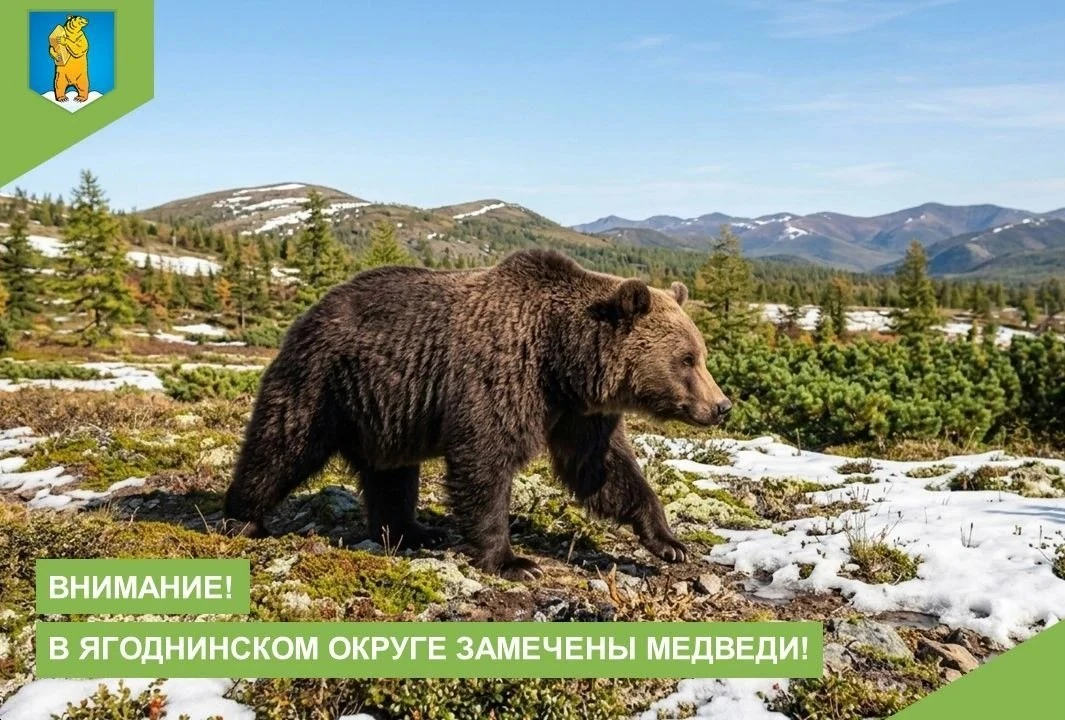 🐻 Внимание, жители Ягоднинского округа!