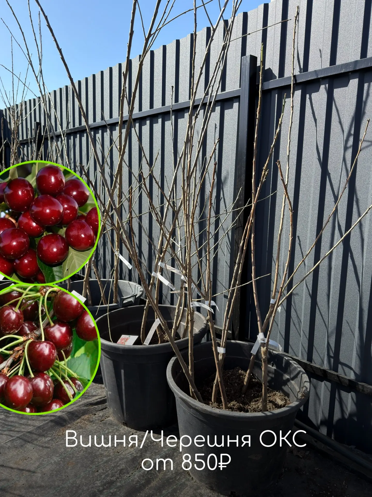 🍎🍏Пока деревья только просыпаются, для садовода начинается самое важное время. Земля ещё держит зимн