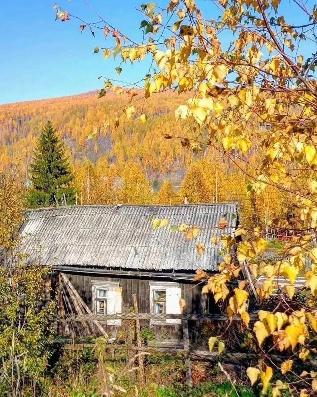 🍂 Золотая осень в поселке Загубашка