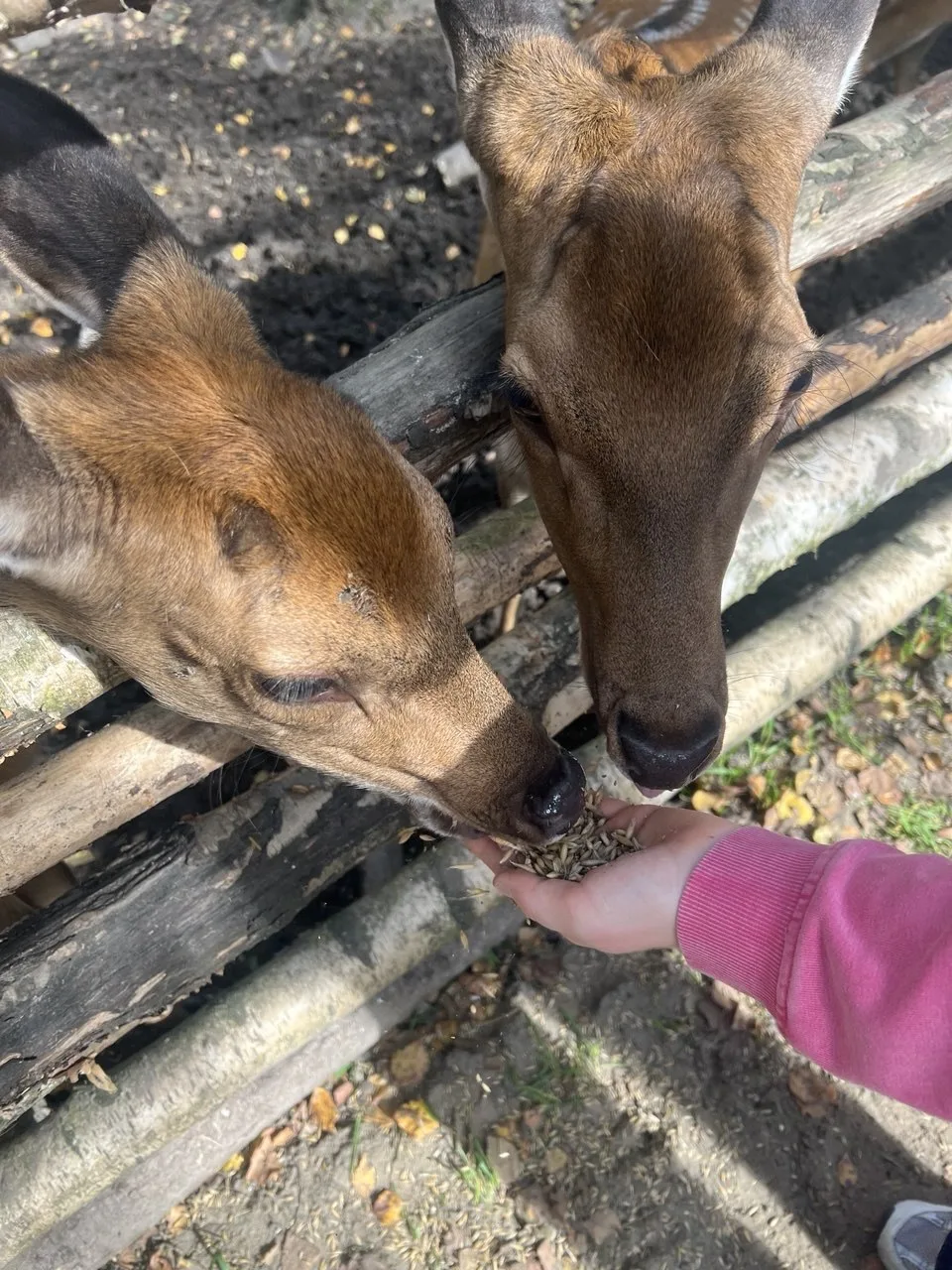 Вот так наши детки провели один из осенних дней 🍂
