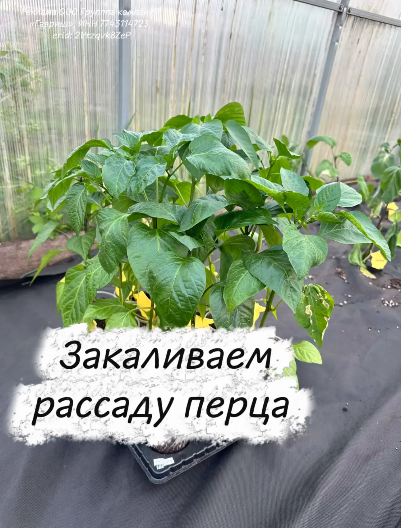 Закаливание рассады перца 🪴