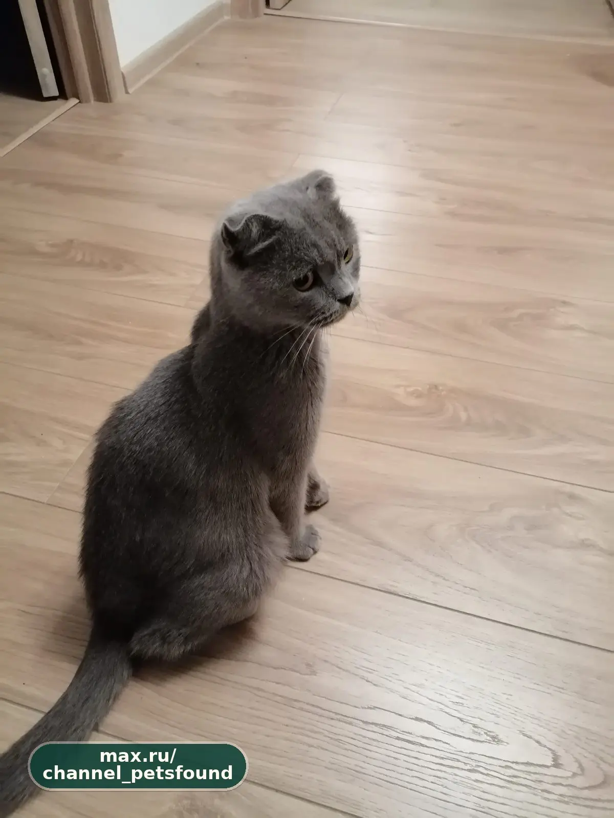 🐾 Найден питомец — Таганрог