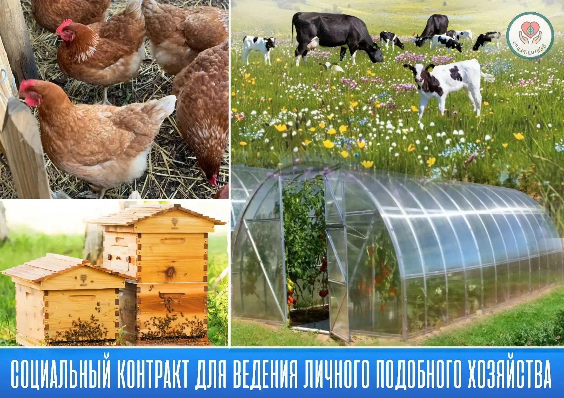 Получить госсоцпомощь на основании социального контракта могут одиноко проживающие граж...