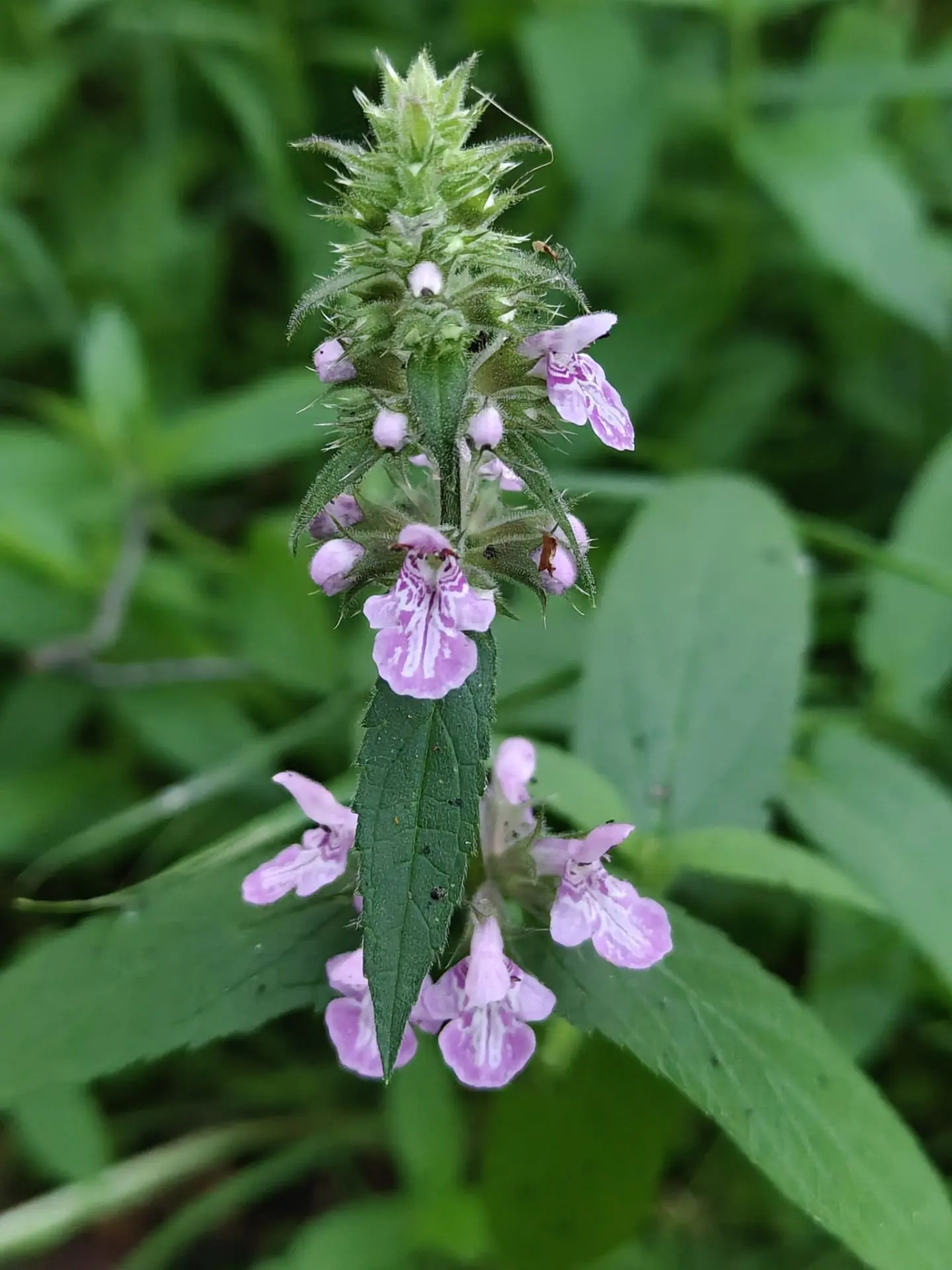 Чистец болотный (Stachys palustris), многолетнее травянистое растение из семейства Ясно...