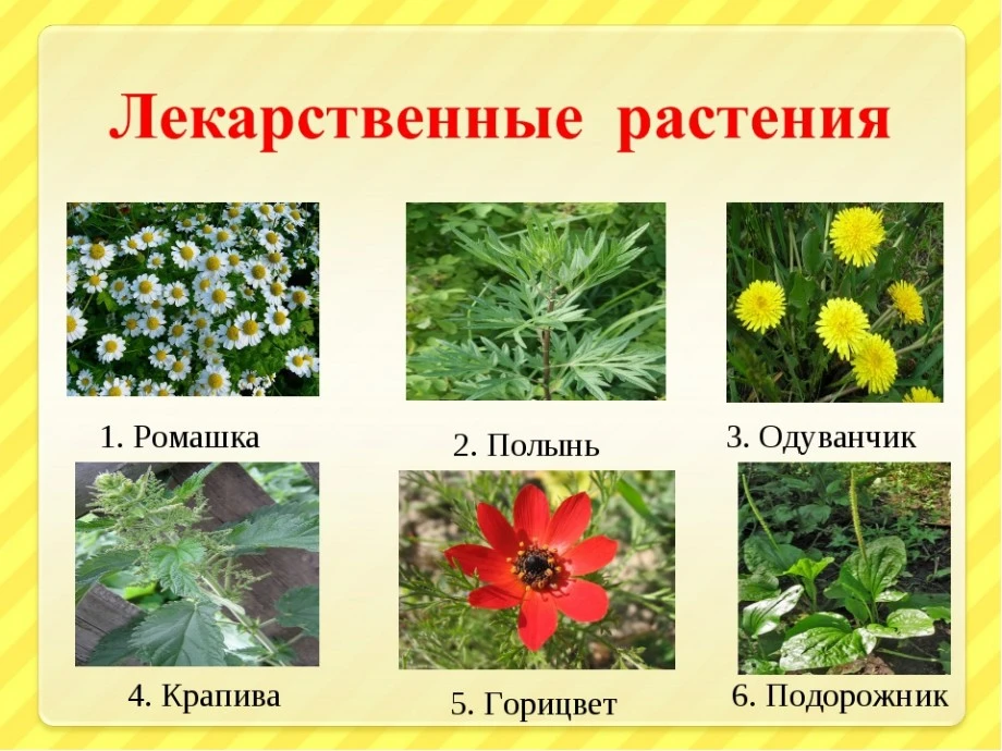 🌿 Беседа в группе "Нарн" «Путешествие в мир лекарственных растений» 🌿

Сегодня мы с ребятами отпра