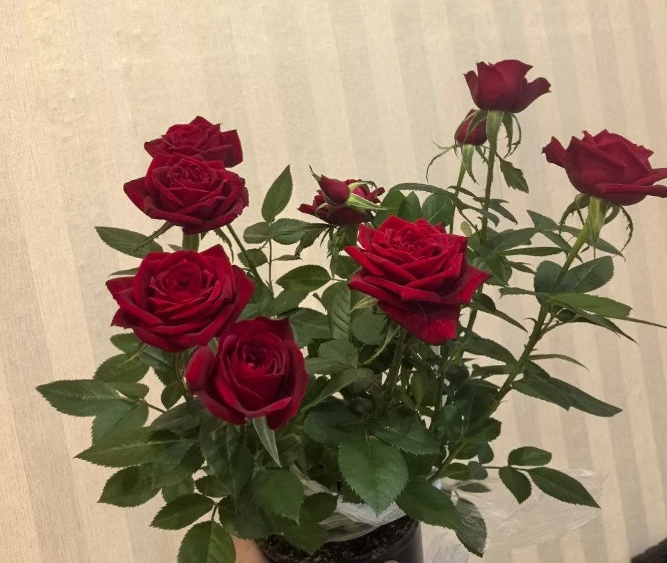 Муж радует цветочками 🌹❤️