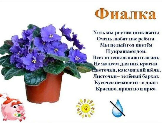 💜Сегодня — Международный день фиалки! 💜