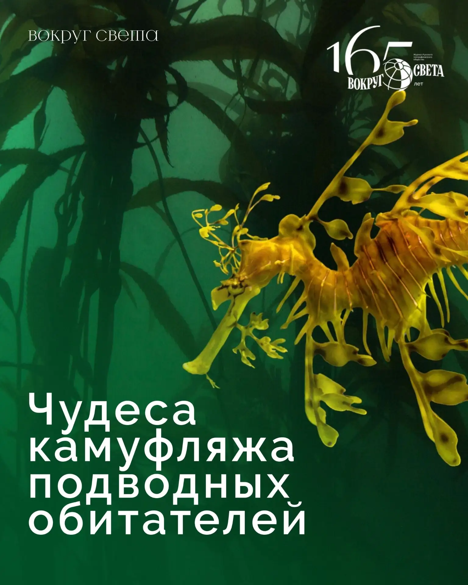 🫣 Как подводные обитатели демонстрируют чудеса камуфляжа

Природа — непревзойденный мастер обмана. 