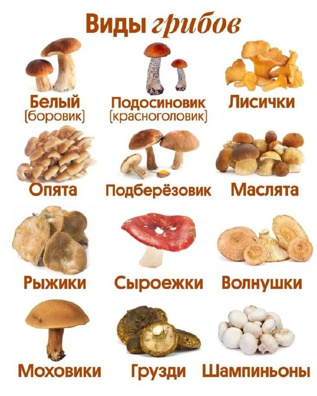 Разновидности грибов