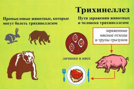 🦠Трихинеллез- это тяжелое паразитарное заболевание человека и животных, которое вызыва...