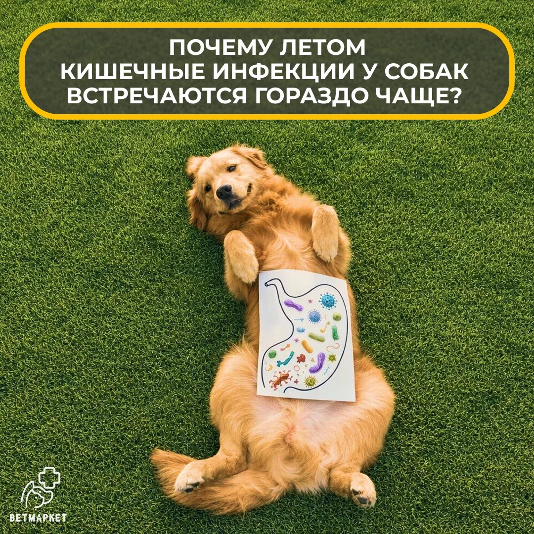 Летом кишечные инфекции у собак встречаются гораздо чаще.