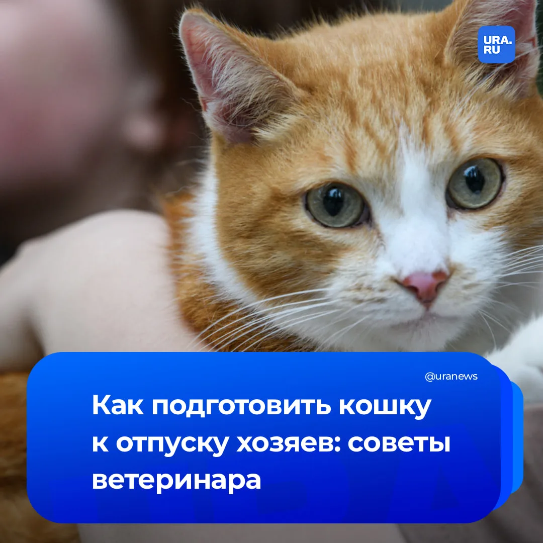 Как подготовить питомца к вашему отпуску?  Ветеринарный врач Михаил Шеляков рассказал в беседе с URA
