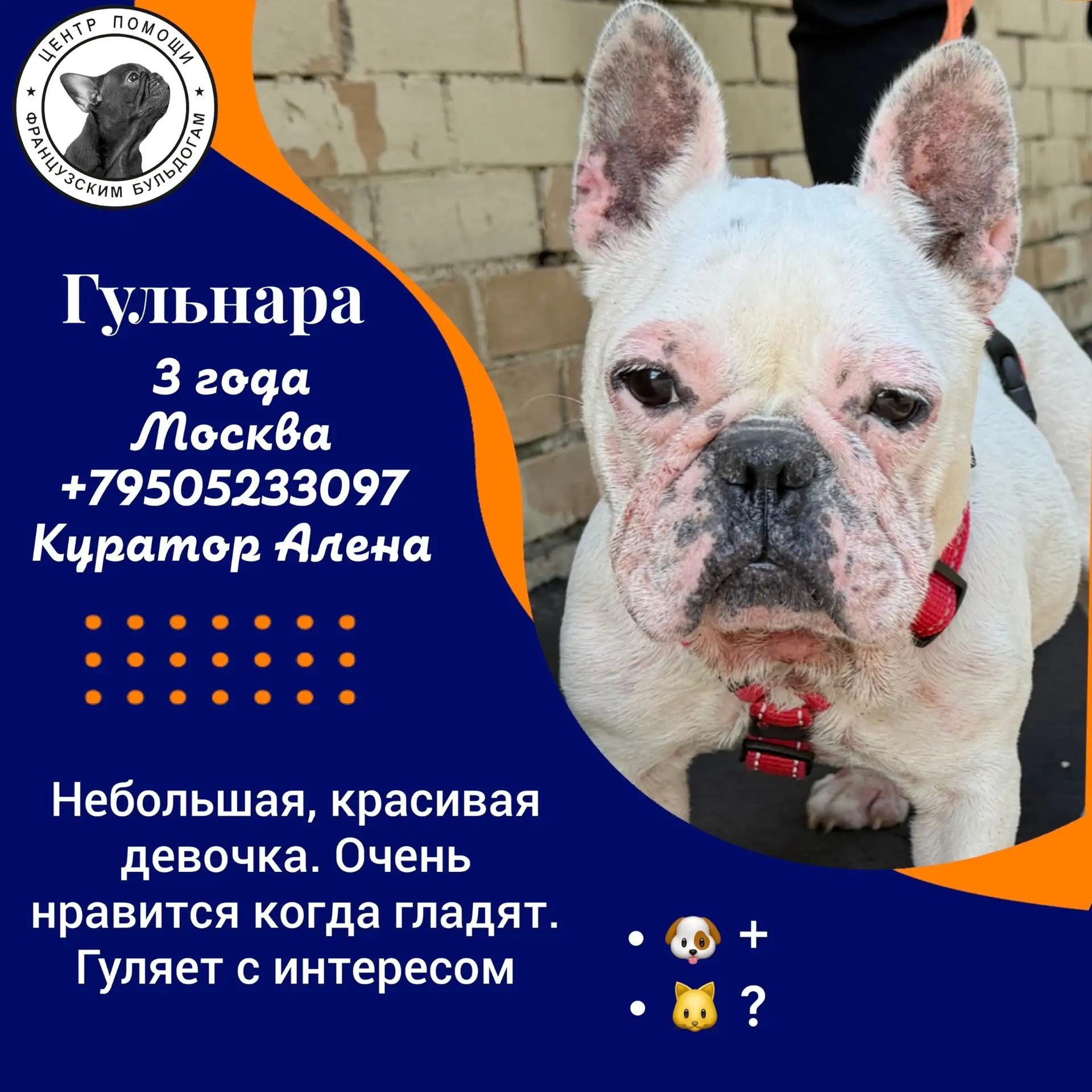 Две французские булочки ищут мам и пап: Белоснежка Гульнара и Серая мышка Секвойя 🐾