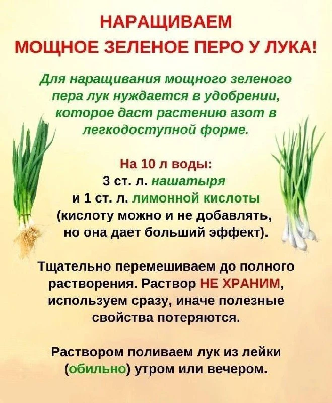 📝Супер подкормка для лука

Берите на заметку

🌱 Огород без хлопот 👈 Подписаться