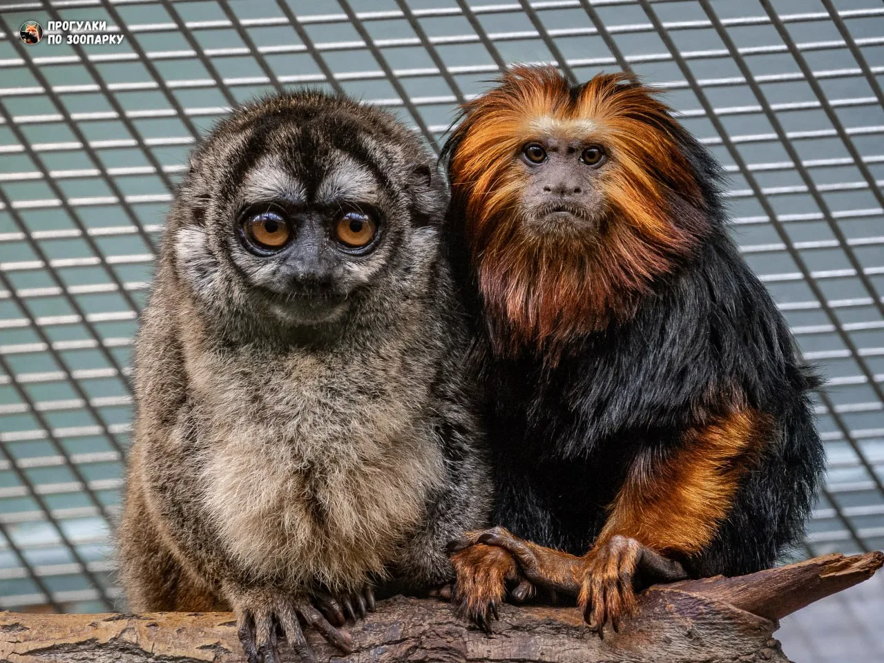 Инок и Зира - лучшие друзья🐒