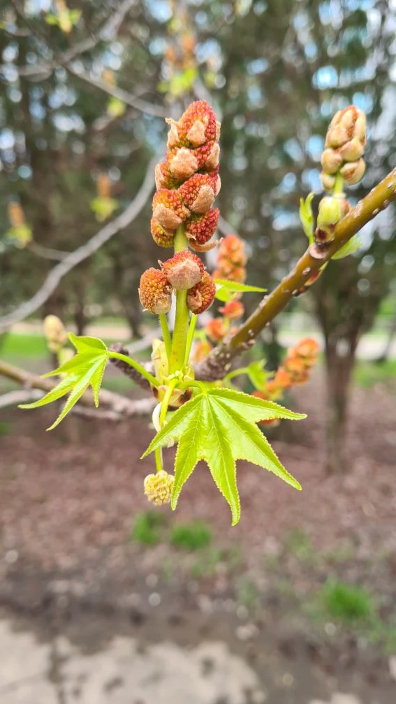 Цветение ликвидамбара смолоносного (Liquidambar styraciflua), также известного как амбровое дерево. 