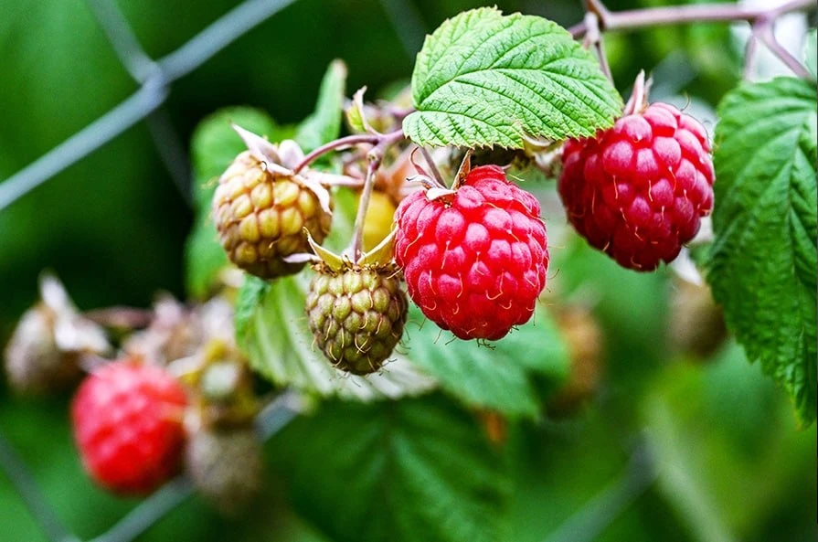 🌿 Не спешите с обрезкой! Готовим малину и смородину к зиме в Подмосковье