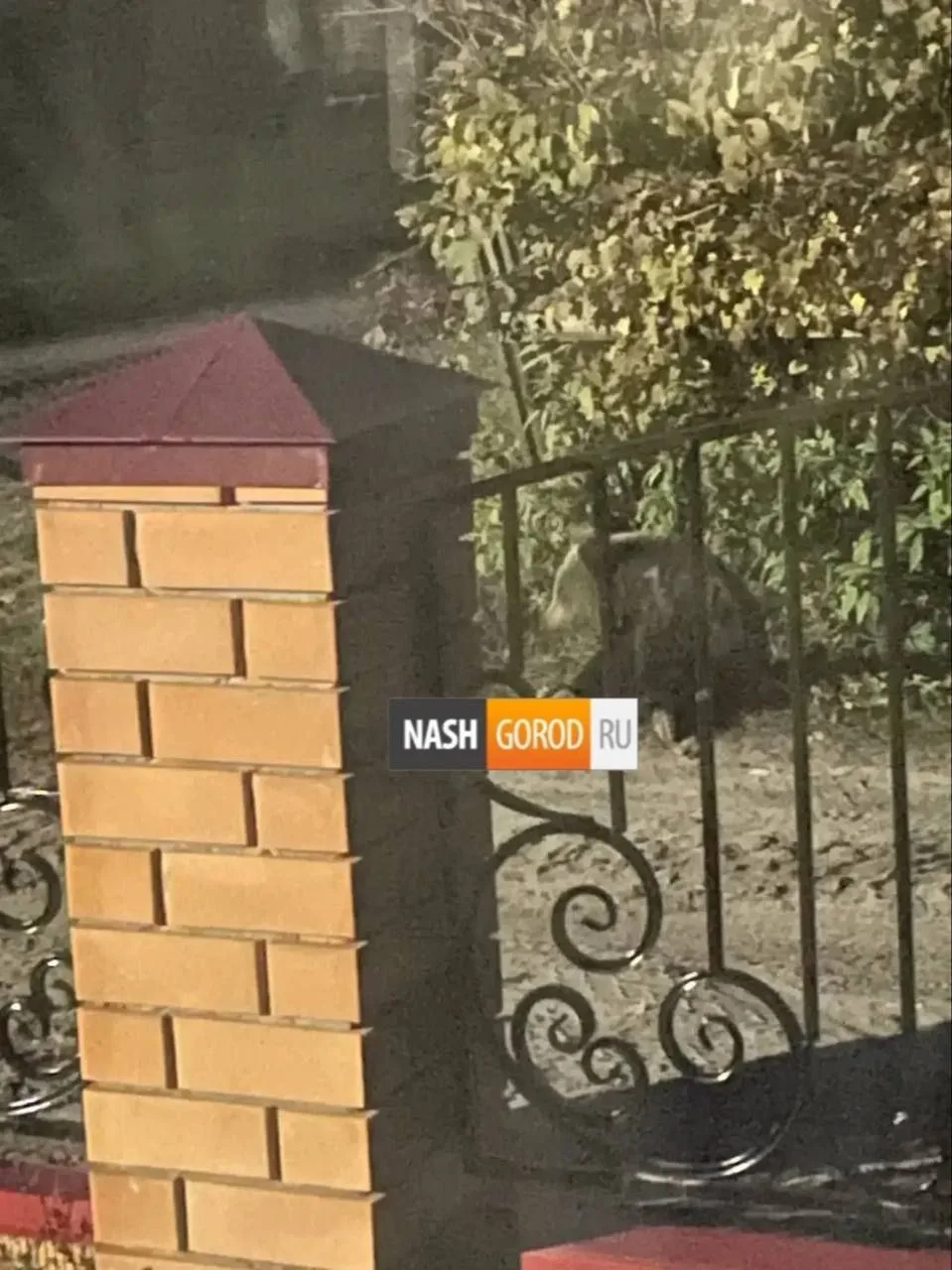 ❗️Медведя заметили в поселке под Тюменью