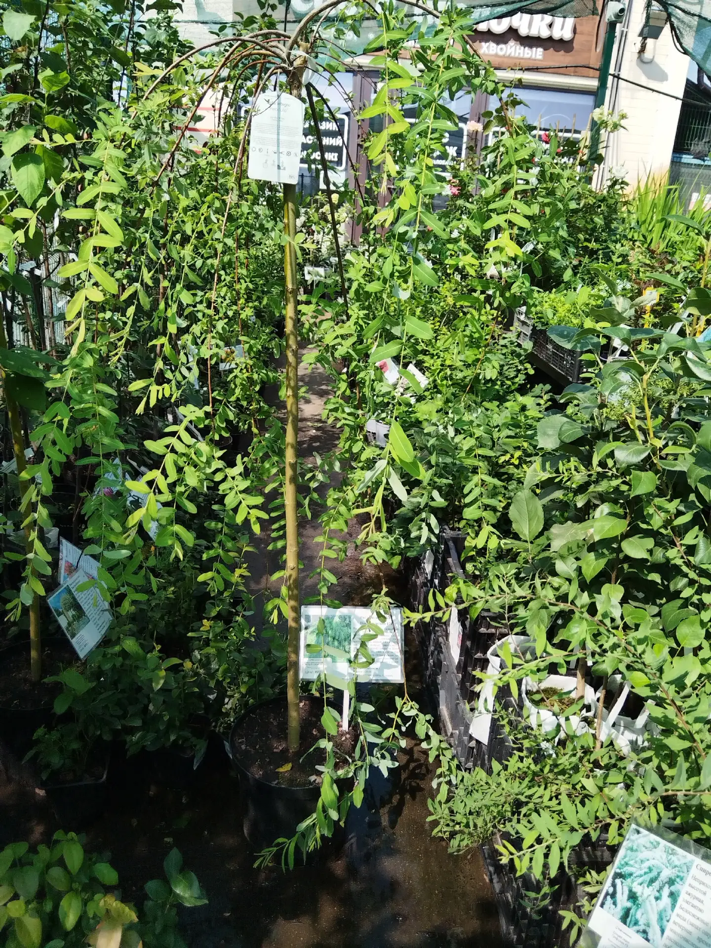 🌿 Изящные ивы на штамбе для вашего сада В НАЛИЧИИ! 🌿