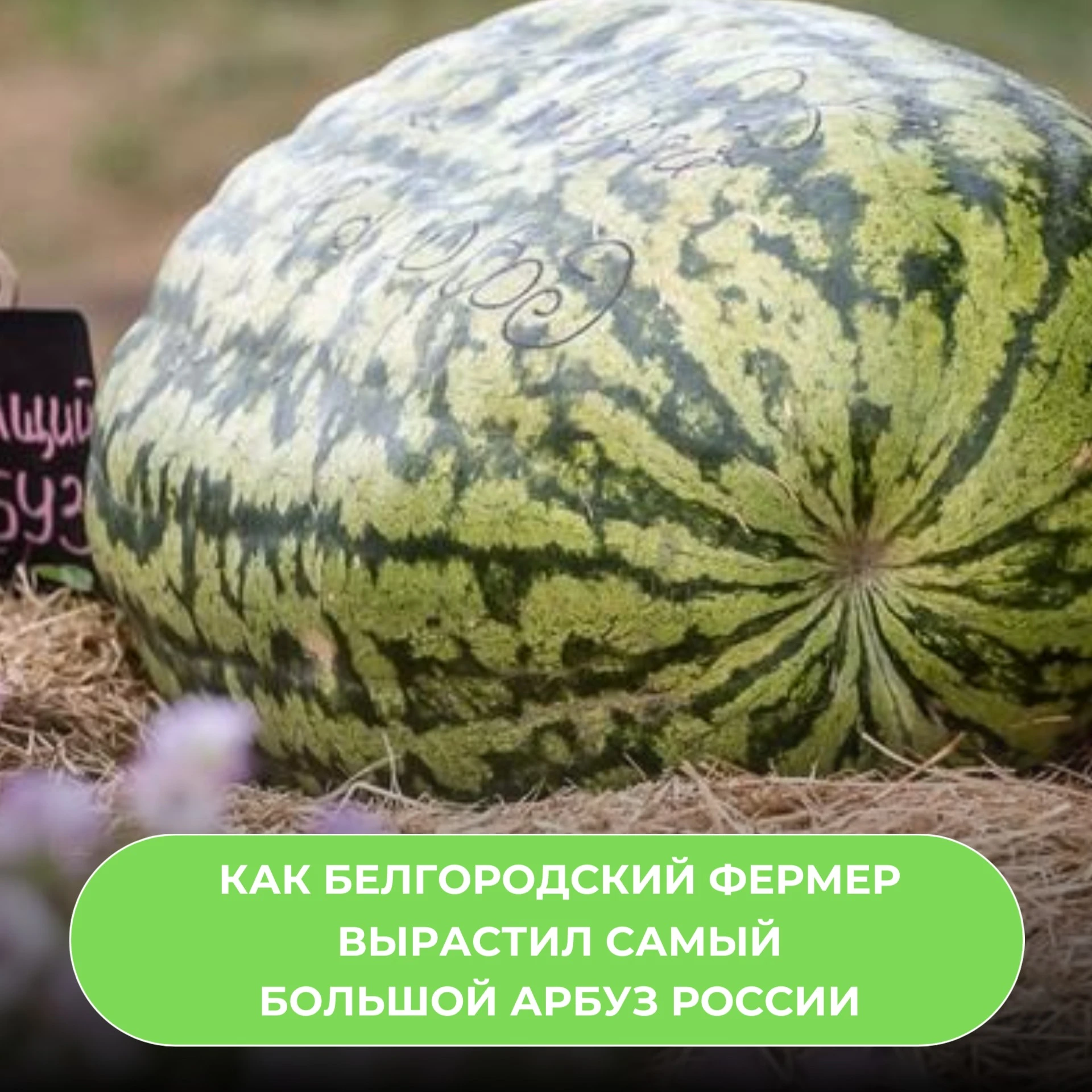 64-килограммовый арбуз из Белгородской области признали самым большим в России. Его выр...