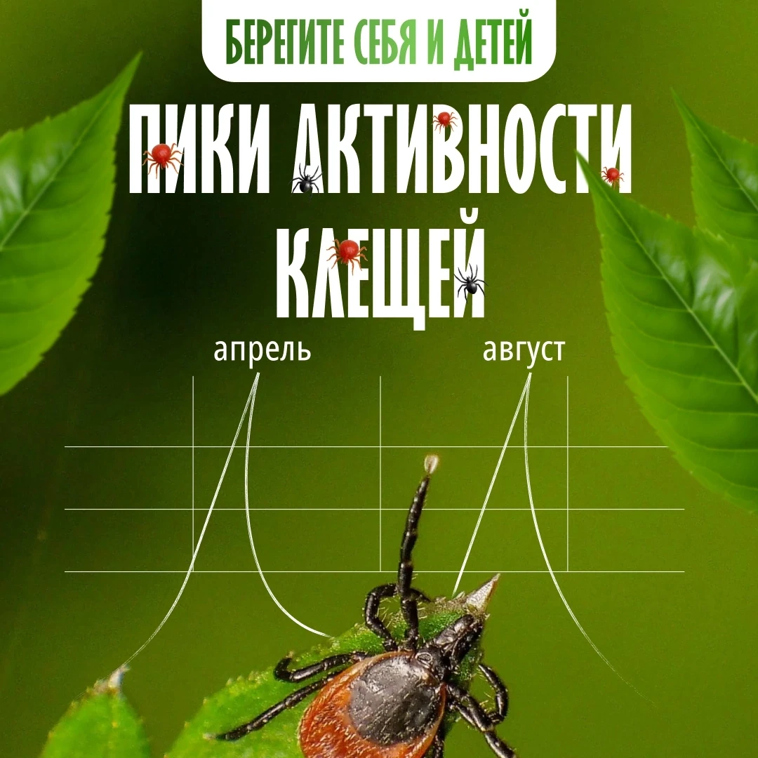 В августе клещи снова становятся особенно активными — поэтому в парках, лесах и за городом стоит соб