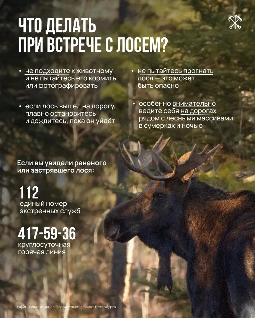 Чем опасна сезонная миграция лосей и что делать при встрече с этим диким животным?