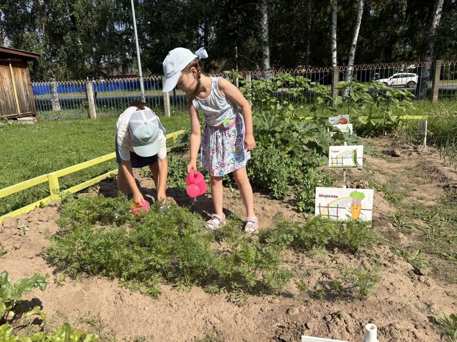В нашем детском саду продолжается увлекательная жизнь на огороде! Сегодня главными героями стали вос