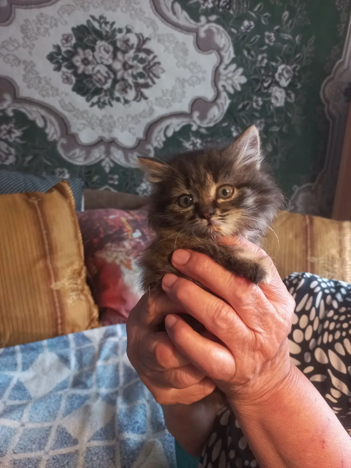 Маленький котенок (1-2 месяца) очень пушистый, глазки голубые, ищет маму и папу (нашли ...