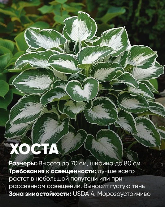 🌿 Что посадить на теневом участке?

Создать притягательный икомфортный уголок втенистом месте несло