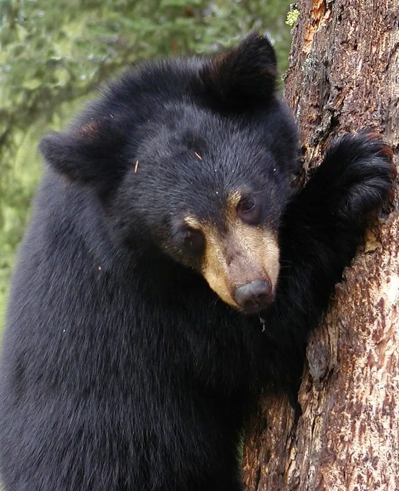 Два медвежонка вышли в посёлок Бира 🐻