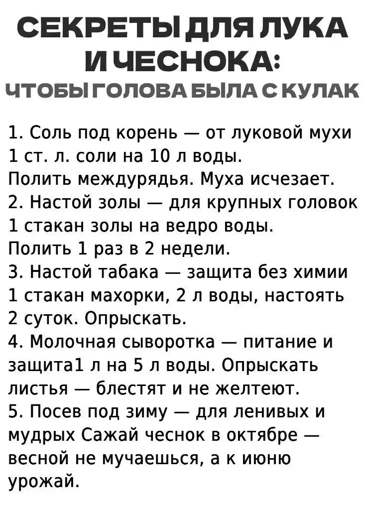 Секреты для лука и чеснока: чтобы голова была с кулак 🧅🧄