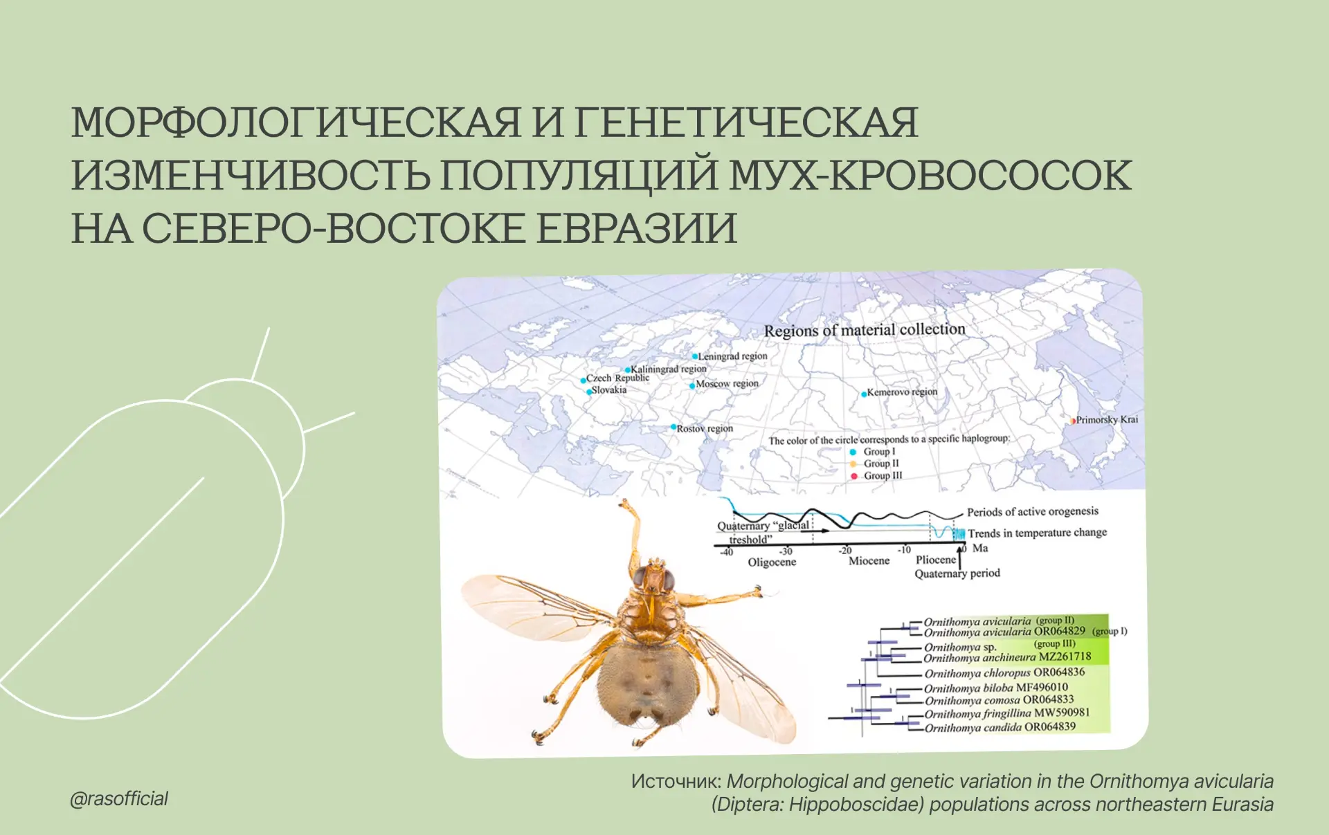 Морфологическая и генетическая изменчивость популяций мух-кровососок на северо-востоке Евразии

Иссл