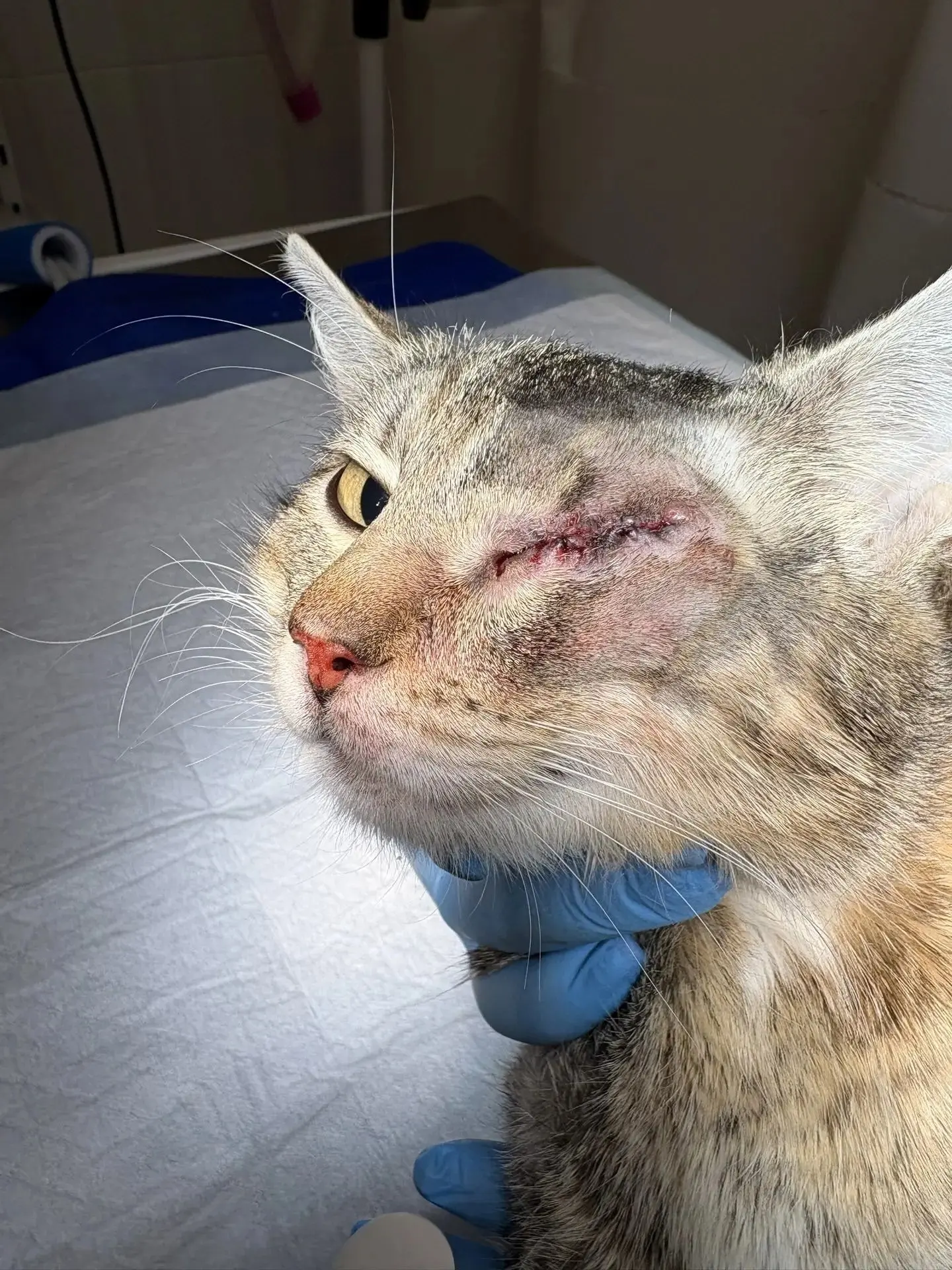 💔ИСТОРИЯ СИЛЬНОЙ КОШКИ, КОТОРОЙ СНОВА НУЖНА ПОМОЩЬ
