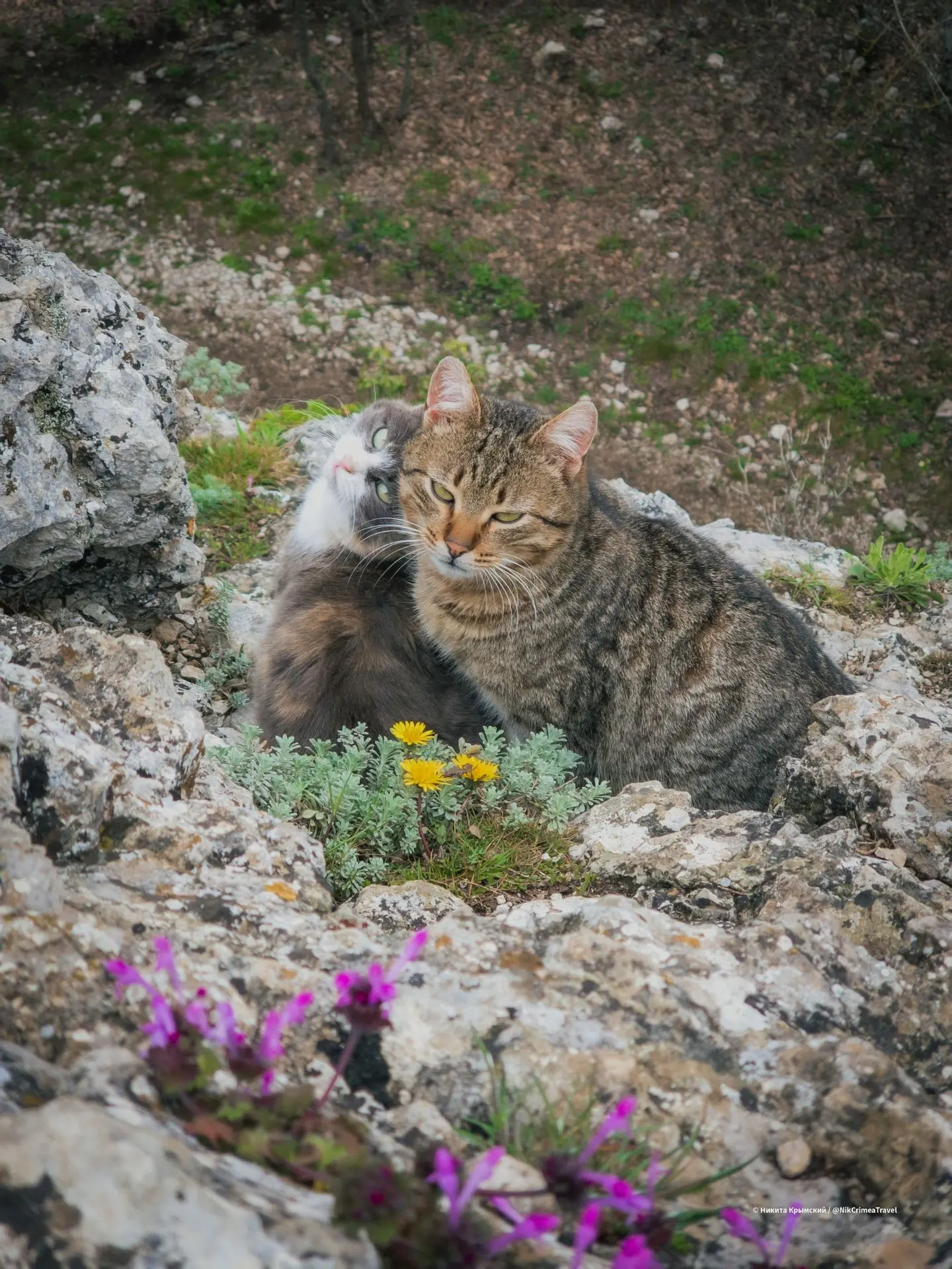 Милая парочка Тышларских котиков😍
