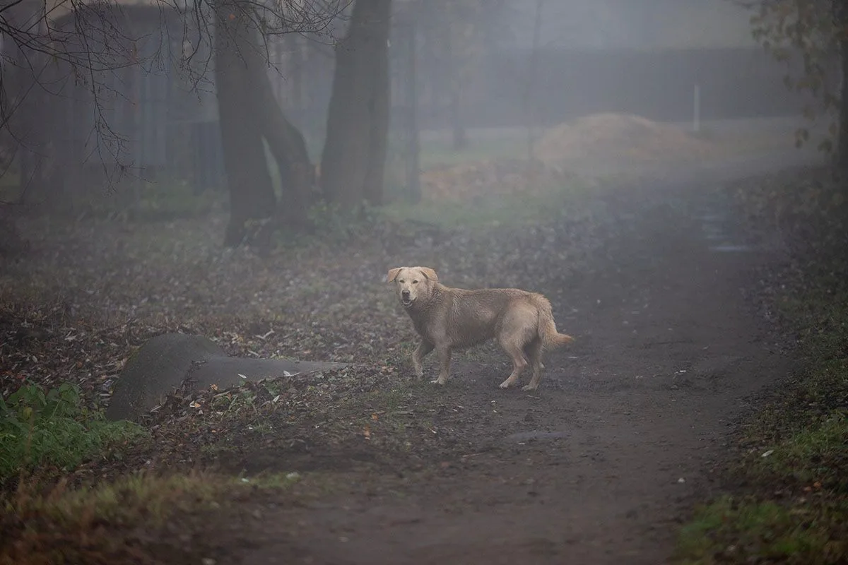 В Тверской области беспризорная собака покусала ребенка