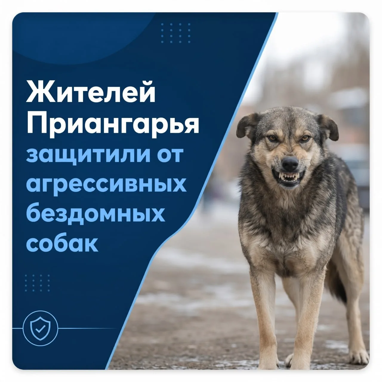 В Приангарье принят закон о регулировании численности бездомных животных.
 
Ситуация с бродячими ста