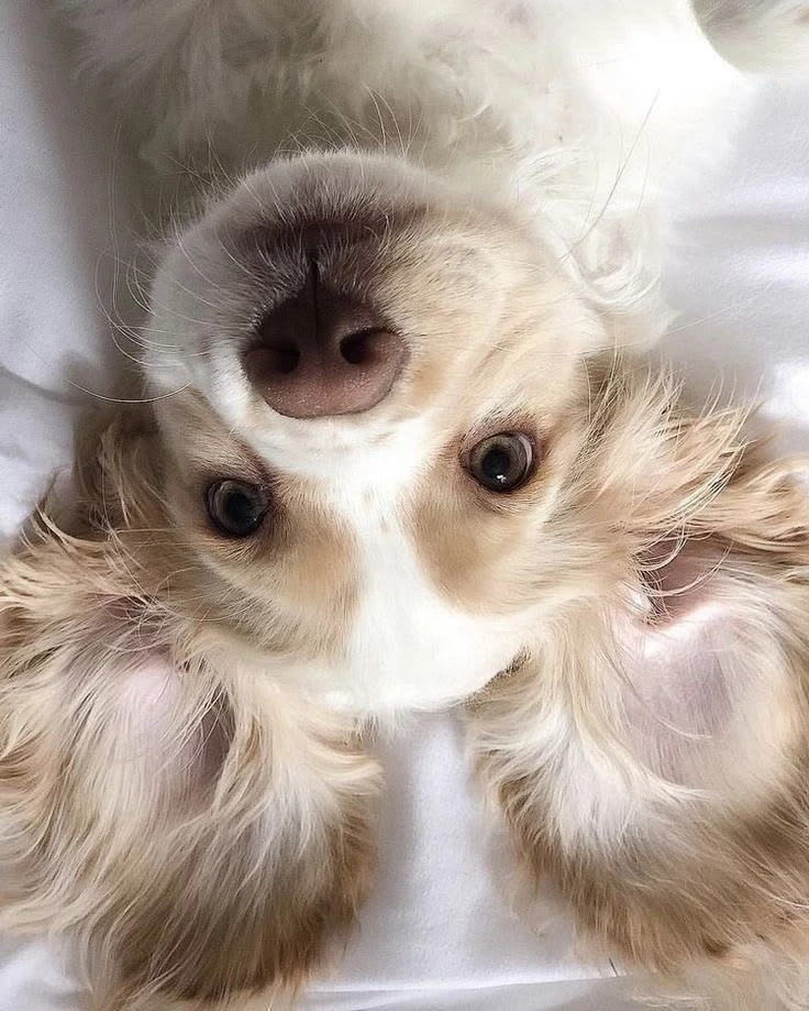 ✨🐶Ритривер🐶✨
