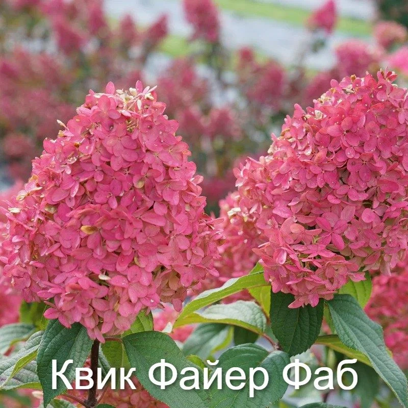 НОВИНКА в нашем питомнике! Гортензия Квик Фаер Фаб.